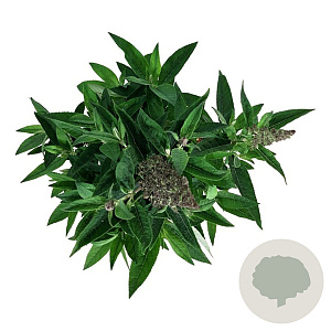 Buddleja d. B. Candy Lila Sweeth. 40-50 cm P26