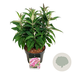 Buddleja d. B. Candy Little Pink 40-50 cm P26