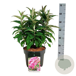 Buddleja d. B. Candy Little Pink 40-50 cm P26