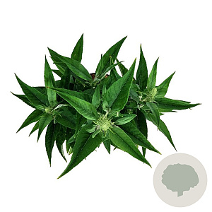 Buddleja d. B. Candy Little White 40-50 cm P26