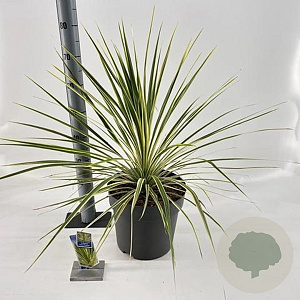 Cordyline aus. Lime Passion 70-80 cm 12L
