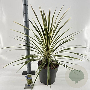 Cordyline aus. 'Torbay Dazzler' 70-80 cm 12L