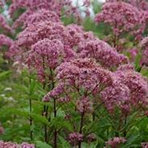 Eupatorium maculatum 'Riesenschirm' GM P9