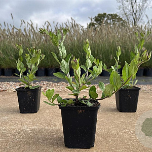 Aster ageratoides 'Asran' GM P9