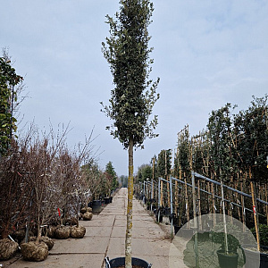 Quercus ilex 25-30 HO container
