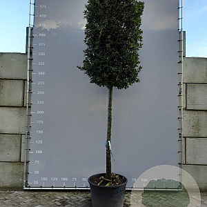 Quercus ilex 25-30 HO container