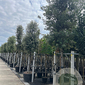 Quercus ilex 25-30 HO container