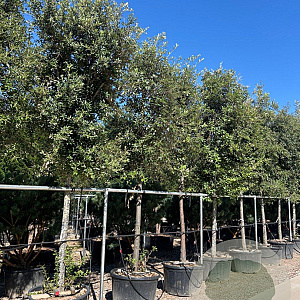 Quercus ilex 25-30 HO container