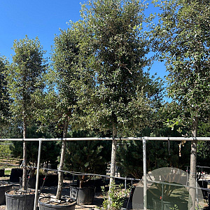 Quercus ilex 25-30 HO container