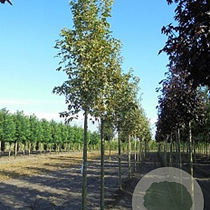 Acer plat. 'Drummondii' 10-12 HO container