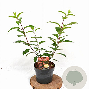 Hydrangea pan. 'Pink Diamond' 30-40 cm 3,0L