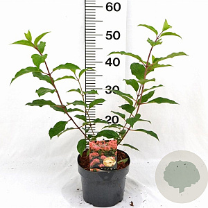 Hydrangea pan. 'Pink Diamond' 30-40 cm 3,0L