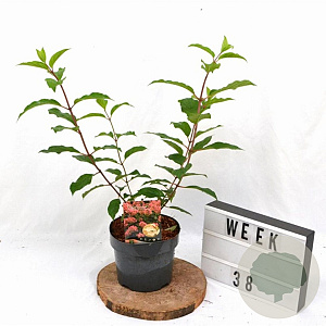 Hydrangea pan. 'Pink Diamond' 30-40 cm 3,0L