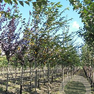 Prunus accolade 8-10 HO wortelgoed 225 cm stam