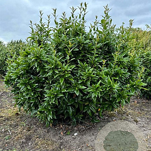 Mahoberberis 'Dart's Desire' 125-150 cm met kluit struik