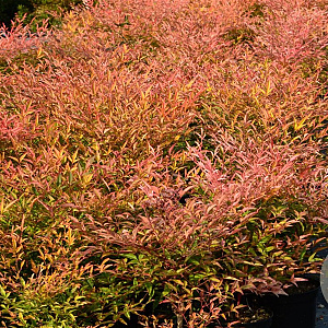 Nandina d. 'Richmond' 40-60 cm 7,5L