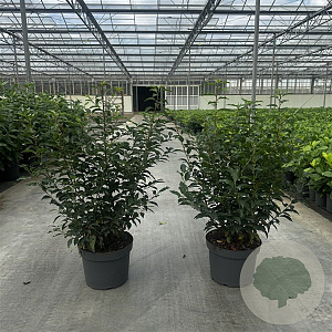 Prunus l. 'Angustifolia' 60-80 cm 10L
