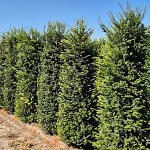 Taxus baccata 220-240 cm draadkluit extra