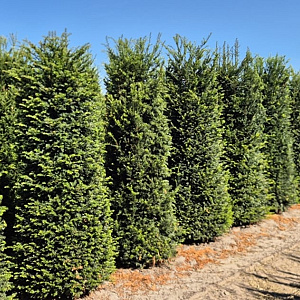 Taxus baccata 220-240 cm draadkluit extra