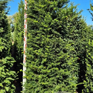 Taxus baccata 220-240 cm draadkluit extra