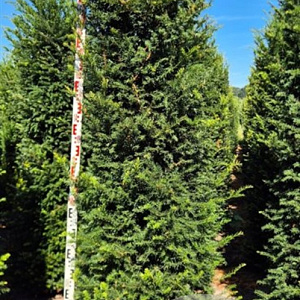 Taxus baccata 220-240 cm draadkluit extra