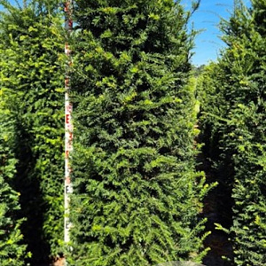 Taxus baccata 220-240 cm draadkluit extra