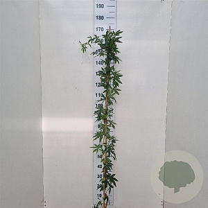 Passiflora caerulea 'Const.Elliott' 150-175 cm 5,0L