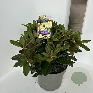 Rhododendron (Y) 'Golden Torch' 30-40 cm 5,0L