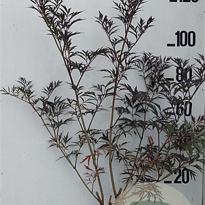 Sambucus nigra Black Lace 125-150 cm 20L
