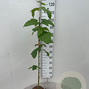 Acer pensylvanicum 100-125 cm 3,0L