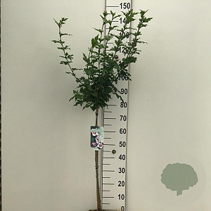 Hibiscus syr. 'Hamabo' 90 cm stam 10L