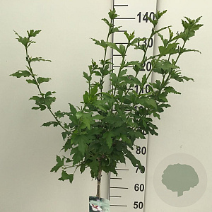 Hibiscus syr. 'Hamabo' 90 cm stam 10L