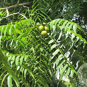 Juglans nigra 'Bicentennial' 200-250 cm 6L