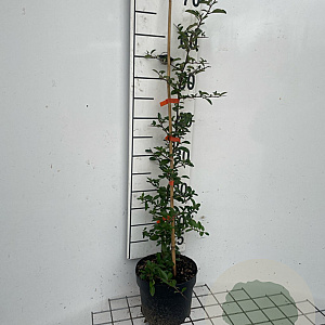 Pyracantha 'Orange Glow' 60-80 cm 2,0L