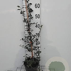 Pyracantha 'Orange Glow' 60-80 cm 2,0L