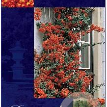 Pyracantha 'Orange Glow' 60-80 cm 2,0L
