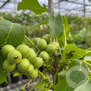Juglans r. 'Mini Multiflora Nr.14' 175-200 cm 6L