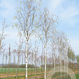Betula utilis 'Doorenbos' 18-20 HO draadkluit