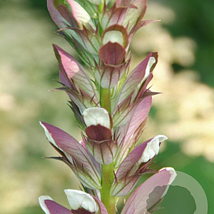 Acanthus mollis 'Tasmanian Angel' GM P9