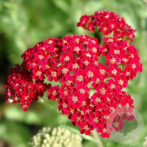 Achillea 'Petra' GM P9