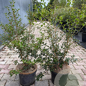 Osmanthus burkwoodii 80-100 cm 10L