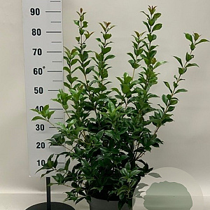 Osmanthus fortunei 80-100 cm 10L