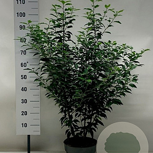 Prunus l. 'Angustifolia' 80-100 cm 10L