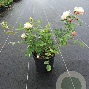 Rosa (H) Aspirin Rose GM C1.5 eigen wortel
