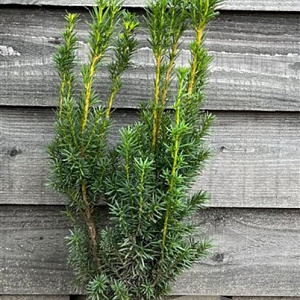 Taxus media 'Hicksii' 40-50 cm met kluit