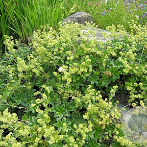 Alchemilla hoppeana GM P9