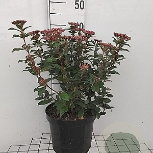 Viburnum tin. 'Eve Price' 40-50 cm 7,5L