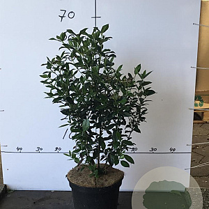 Viburnum tinus 40-50 cm 7,5L