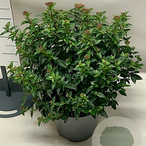 Viburnum tinus 50-60 cm 10L
