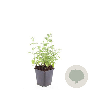 Nepeta 'Six Hills Gold' GM P9